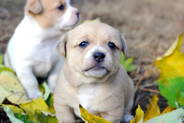 Pequenos cachorrinhos estão em uma carta de outono — Fotografia de Stock