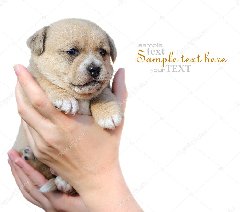 A little puppy is in hands on a white background