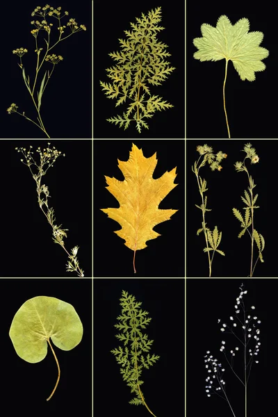 Colagem de herbário — Fotografia de Stock