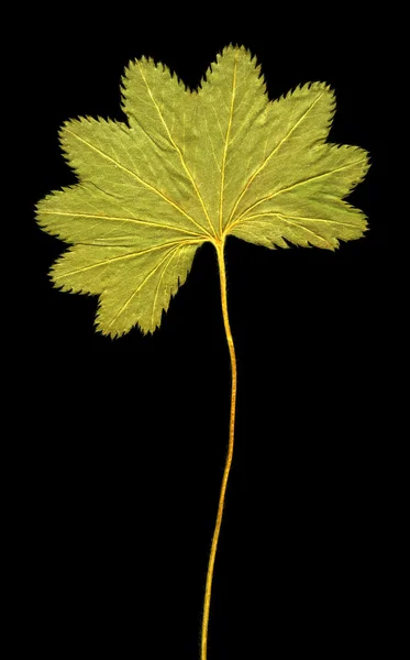 Herbarium — Stockfoto