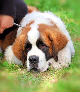 Saint bernard