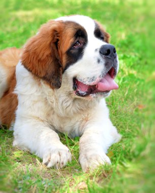 Saint bernard