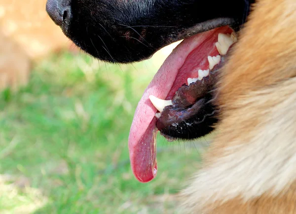 Собачье лицо крупным планом. Злая собака — стоковое фото