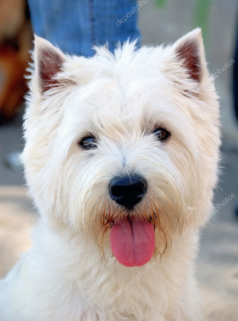 West Highland White Terrier in front