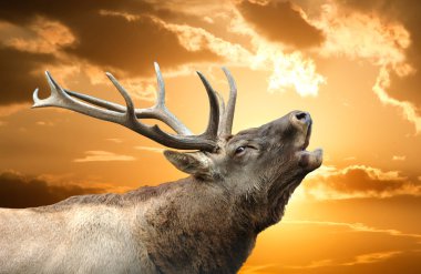 Roaring red deer in a time of estrus clipart