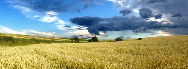 Сельская дорога в поле пшеницы на закате — стоковое фото