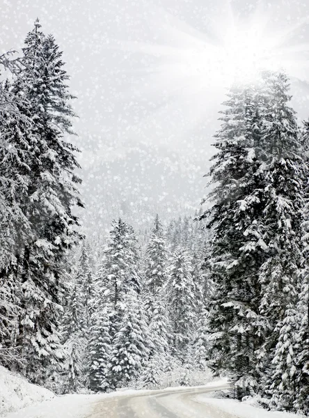 Trees covered with snow in mountains — Stock Photo, Image