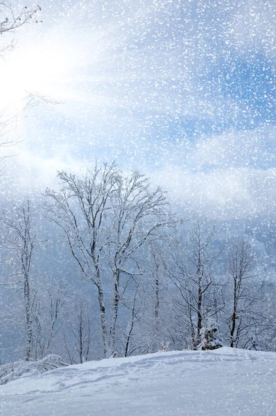 Красивый зимний пейзаж с заснеженными деревьями — стоковое фото