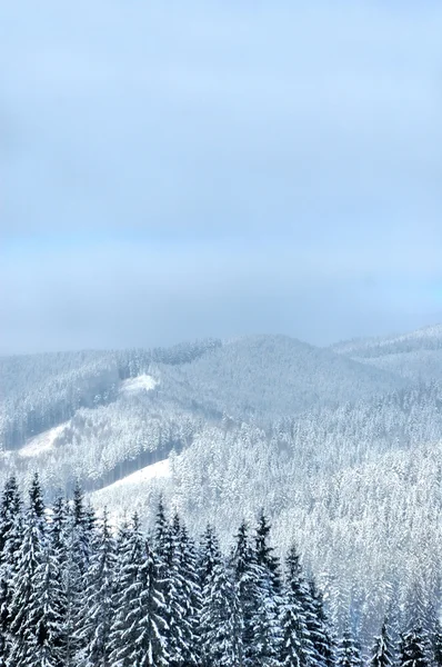 Winterbomen in bergen bedekt met verse sneeuw — Stockfoto