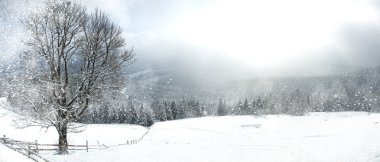 Winter trees in mountains covered with fresh snow clipart