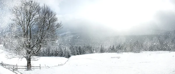 Dağlardaki kış ağaçları taze karla kaplıdır. — Stok fotoğraf