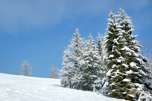Vackert vinterlandskap med snötäckta träd — Stockfoto