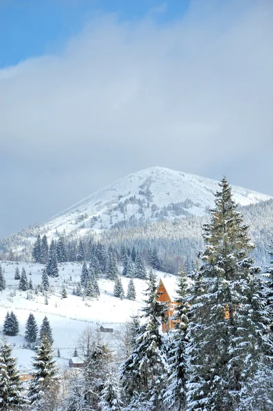 Zimní stromy v horách pokryté čerstvým sněhem — Stock fotografie