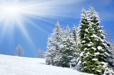 Karla kaplı ağaçlarla kaplı güzel kış manzarası