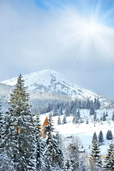 覆盖着新雪的高山上的冬季树木 — 图库照片