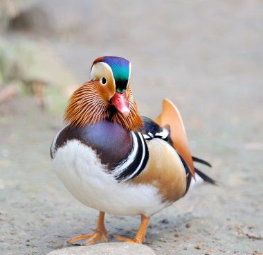 Mandarin duck clipart