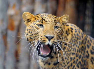 leopar