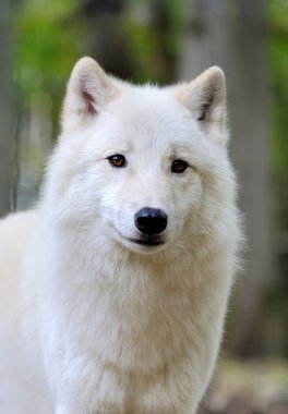 White wolf in forest clipart