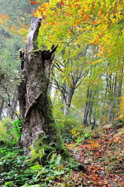 Old tree in forest — Stock Photo, Image