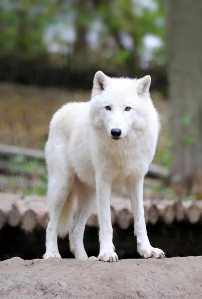 Biały wilk w lesie — Zdjęcie stockowe