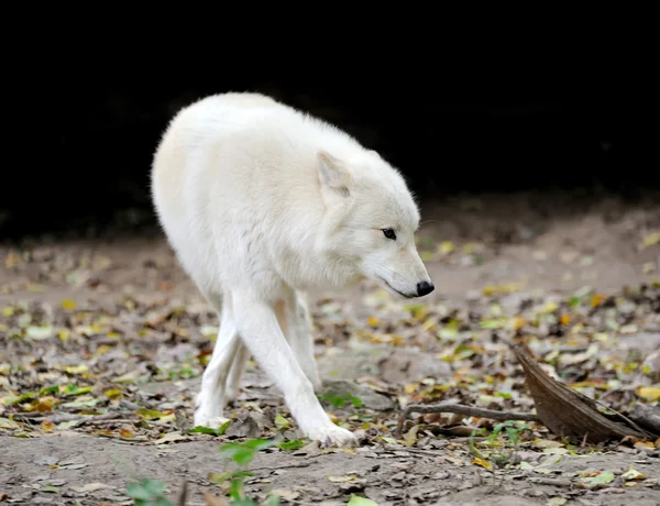 Weißer Wolf im Wald — Stockfoto