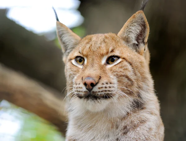 Portrait lynx — Stock Photo, Image