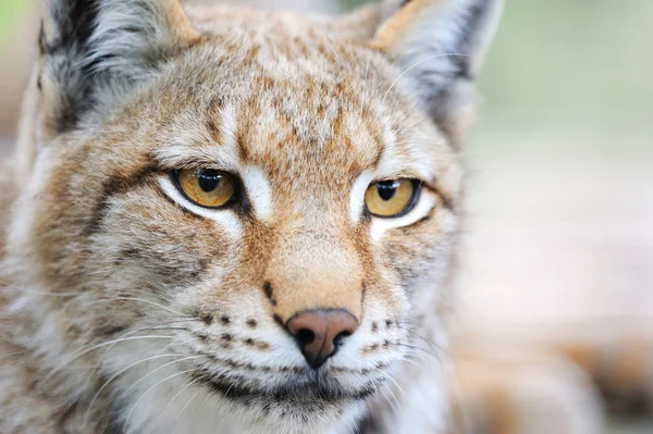 Portrait lynx — Stock Photo, Image