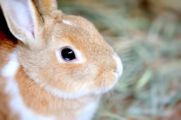 stock image Rabbit