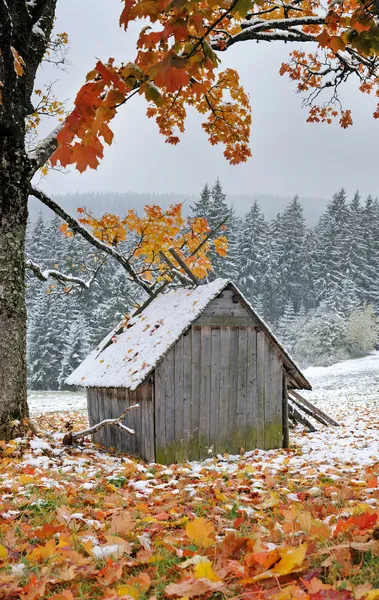 Der erste plötzliche Schnee im Herbst — Stockfoto