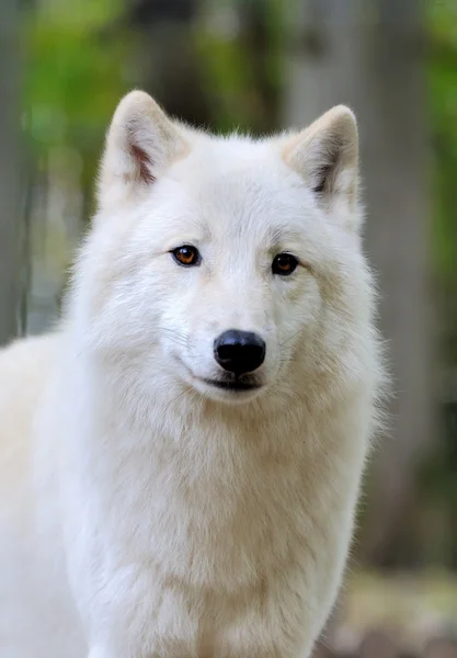 在森林里的白狼 — 图库照片