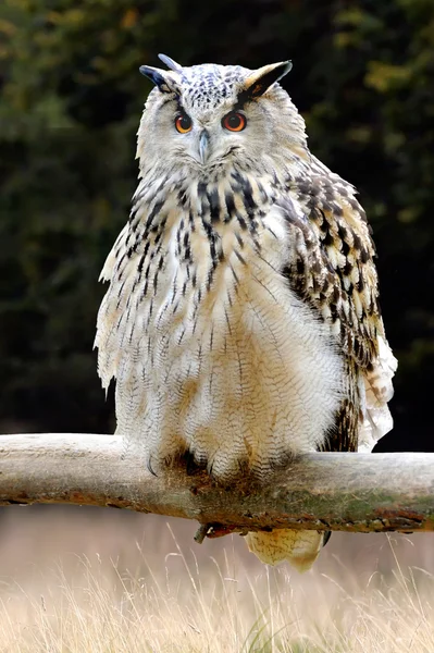 Owl on a tree — Stock Photo, Image