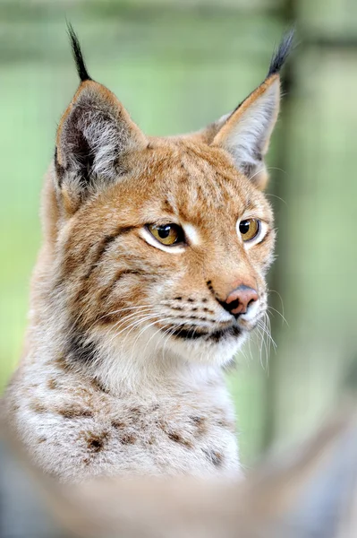 Portret lynx — Stockfoto
