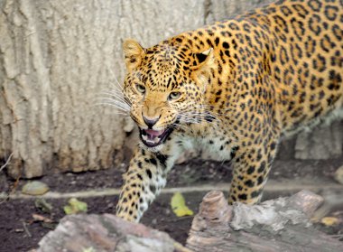 leopar