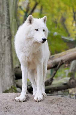 White wolf in forest clipart