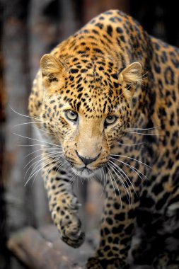 leopar