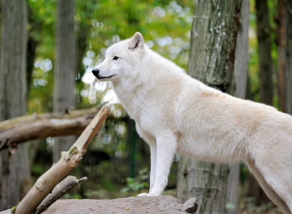 Lobo blanco en el bosque — Foto de Stock