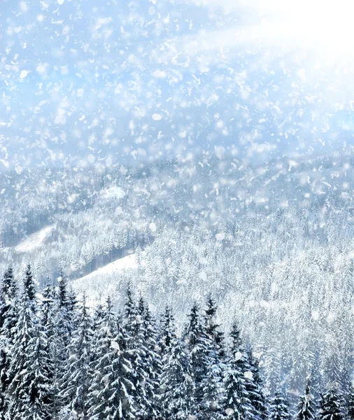 Зимние деревья в горах, покрытые свежим снегом — стоковое фото