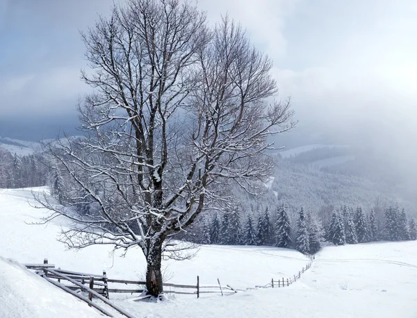 Wunderschöne Winterlandschaft mit schneebedeckten Bäumen — Stockfoto
