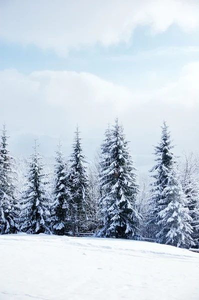 Smukke vinterlandskab med snedækkede træer - Stock-foto