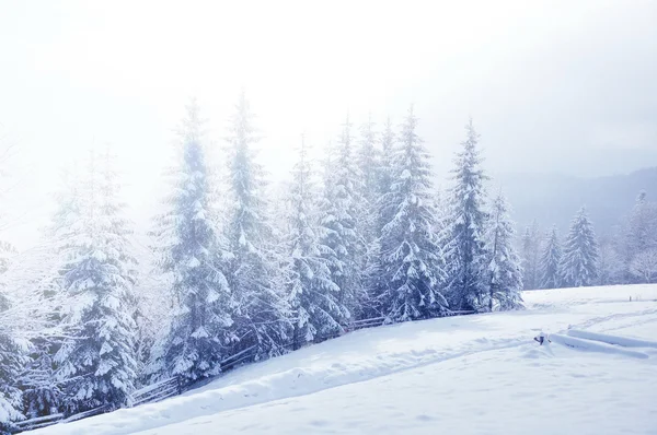 Hermoso paisaje de invierno con árboles cubiertos de nieve —  Fotos de Stock