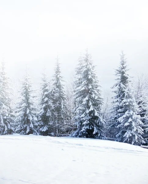 Vackert vinterlandskap med snötäckta träd — Stockfoto