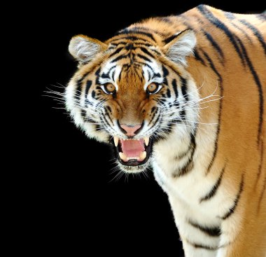 Tiger clipart