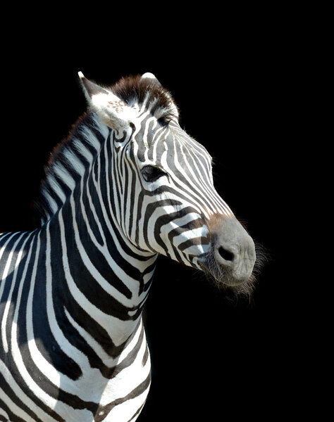 Portrait zebra on black background