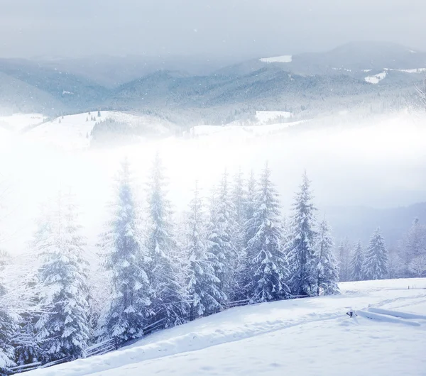 Красивий зимовий пейзаж з засніженими деревами — стокове фото