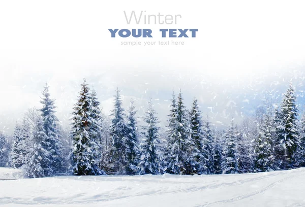 Bela paisagem de inverno com árvores cobertas de neve Fotografias De Stock Royalty-Free