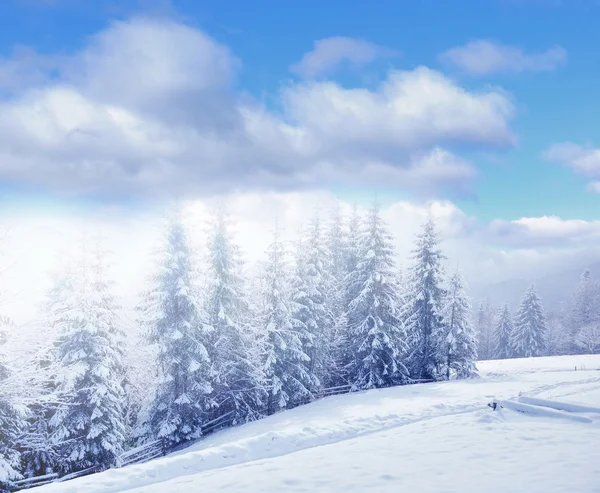 Krásná zimní krajina se zasněženými stromy — Stock fotografie
