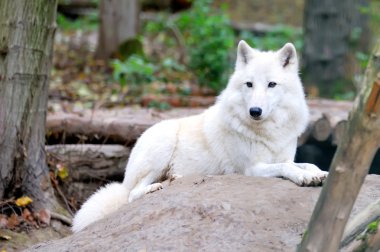 White wolf in forest clipart