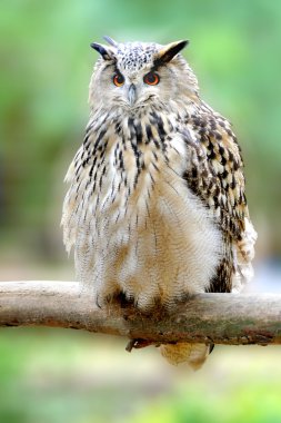 Owl on branch clipart