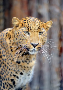 leopar