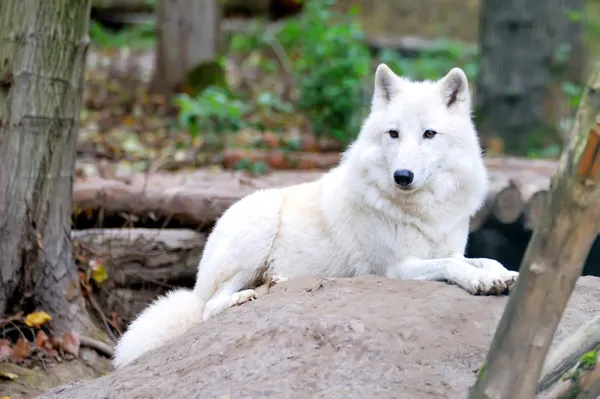 숲에 하얀 늑대 — 스톡 사진